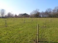 The Fruit Tree Orchard - Planted March 2016 - the heritage fruit trees were kindly donated by Red Rose Forest